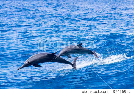 Dolphin parent and child jump 87466962