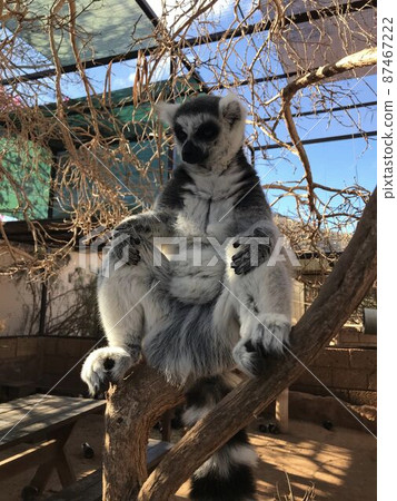 Perfect shot of Lemyr at the zoo in thailand, feeding animals. High quality photo Perfect shot of Lemyr at the zoo in thailand, feeding animals. High quality photo 87467222