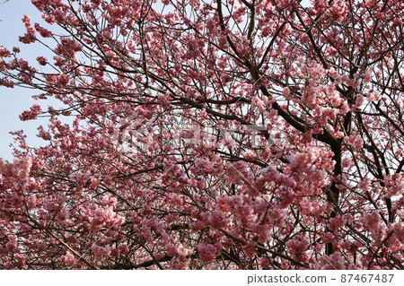 Susaki's snow-splitting cherry blossoms 87467487