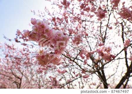 須崎的雪花櫻花 87467497