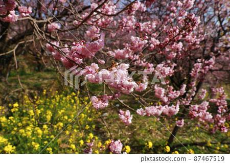 Susaki's snow-splitting cherry blossoms Susaki's snow-splitting cherry blossoms 87467519