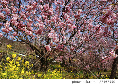 Susaki's snow-splitting cherry blossoms 87467550