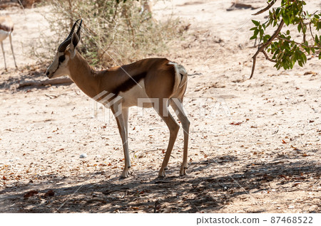 Closeup of an Impala 87468522