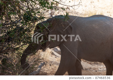 Close-up of a deser elephant Close-up of a deser elephant 87468536