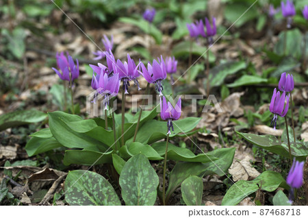 katakuri群 katakuri群 87468718