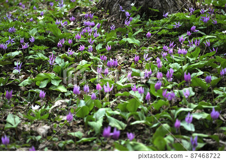 katakuri群 87468722