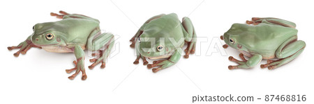 The Australian green tree frog isolated on white background with full depth of field, Set or collection 87468816