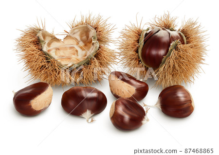 opened sweet chestnut in its spiky husk isolated on white opened sweet chestnut in its spiky husk isolated on white 87468865