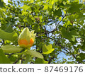 五月公園裡盛開的鬱金香樹 87469176