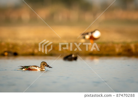 Northern shoveler or shoveller or Anas clypeata or Spatula clypeata closeup floating or swims in golden hour light in wetland of keoladeo national park or bharatpur bird sanctuary rajasthan india Northern shoveler or shoveller or Anas clypeata or Spatula clypeata closeup floating or swims in golden hour light in wetland of keoladeo national park or bharatpur bird sanctuary rajasthan india 87470288
