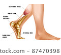Realistic lower leg anatomy of foot 3d medical illustration 87470398