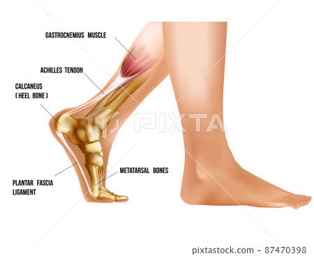 Realistic lower leg anatomy of foot 3d medical illustration 87470398