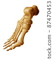 Realistic foot bones anatomy of human footstep 3 4 view skeleton vector illustration 87470453