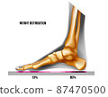 Foot weight distribution. Normal arch foot bones realistic skeleton medial view. 87470500
