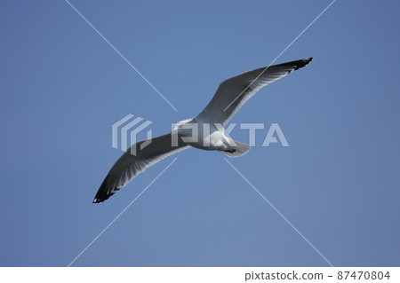 Seagulls flying at Miike Port, Omuta City Seagulls flying at Miike Port, Omuta City 87470804