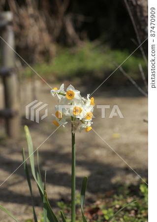Arao City Miyazaki Brothers Birthplace Garden Narcissus, Arao City Miyazaki Brothers Birthplace Garden Narcissus, 87470909