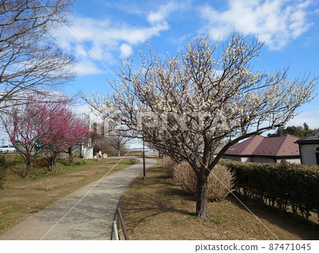 杉田梅林親近公園的梅樹（橫濱磯子區） 87471045
