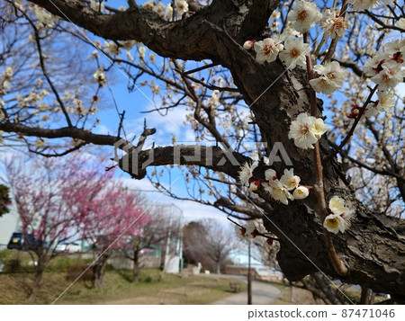 杉田梅林親近公園的梅樹（橫濱磯子區） 87471046