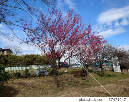 杉田梅林親近公園的梅樹（橫濱磯子區） 87471047