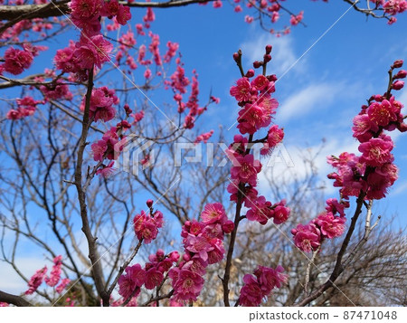 Plum Tree in Sugita Umebayashi Fureai Park (Isogo-ku, Yokohama) 87471048