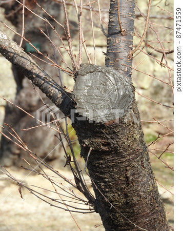 Example of tree management (state where the pruning marks of cherry blossoms are covered with caulking material to prevent drying) Example of tree management (state where the pruning marks of cherry blossoms are covered with caulking material to prevent drying) 87471559