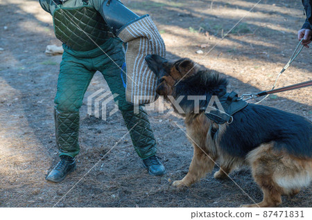 The middle section of a man's body and a German Shepherd. The pet attacks the instructor and bites on the special sleeve. The middle section of a man's body and a German Shepherd. The pet attacks the instructor and bites on the special sleeve. 87471831