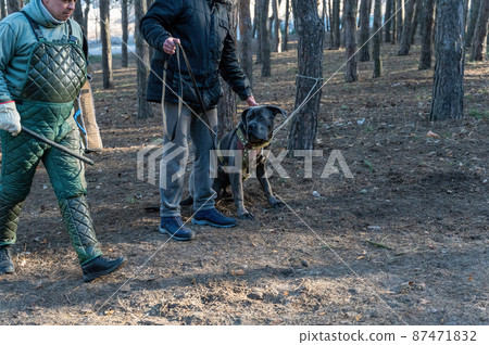 Male trainer in special protective clothing walks in front of the dog and its owner. Dog breed Cane Corso Italiano sits next to the trunk of a tree. K9 training. Classes with service dogs. Series part Male trainer in special protective clothing walks in front of the dog and its owner. Dog breed Cane Corso Italiano sits next to the trunk of a tree. K9 training. Classes with service dogs. Series part 87471832