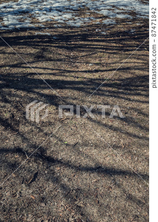 樹影殘雪【春天的到來】 87471842