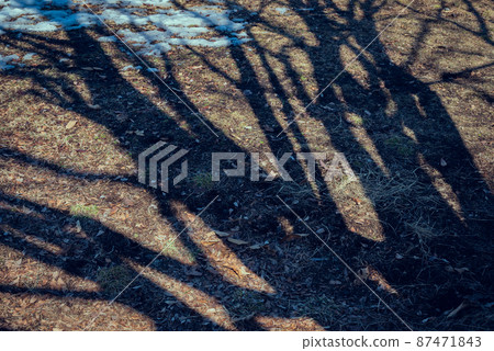 樹影殘雪【春天的到來】 87471843