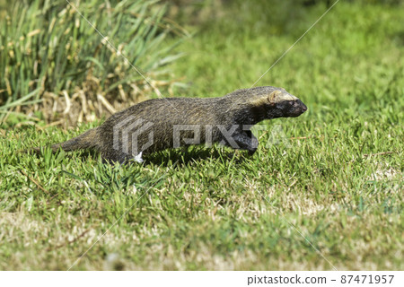 Little grison,Pampas, Patagonia, Argentina 87471957