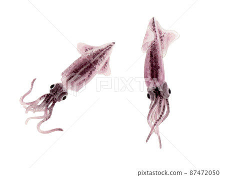 Firefly squid hand drawn watercolor 87472050