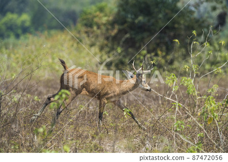 Marsh deer, pantanal Brazil Marsh deer, pantanal Brazil 87472056