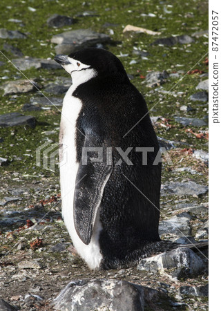 Chinstrap Penguin, Paulet island, Antartica, Scientific name,Pygoscelis antarcticus Chinstrap Penguin, Paulet island, Antartica, Scientific name,Pygoscelis antarcticus 87472057