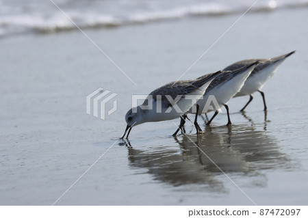 在日本海岸越冬的桑德林 87472097