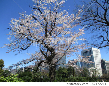 Cherry Blossoms Cherry Blossoms 87472211