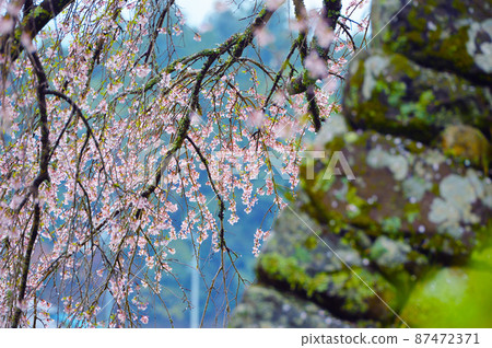 Matabei-zakura (Takizakura in Hongo) Matabei-zakura (Takizakura in Hongo) 87472371