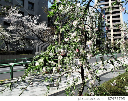 Genpea Buddhist cherry tree Genpea Buddhist cherry tree 87472795