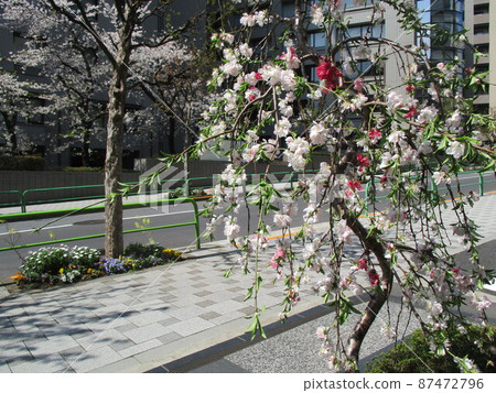 Genpea Buddhist cherry tree Genpea Buddhist cherry tree 87472796