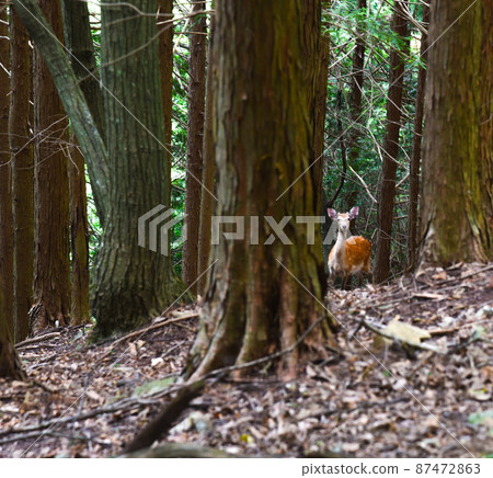 [Animal] Wild deer inhabiting Tanzawa 87472863