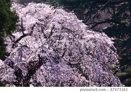 春天盛開 87473161