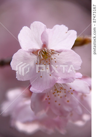 Spring in full bloom Spring in full bloom 87473167