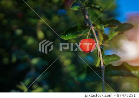 Acerola cherry on the tree with water drop, High vitamin C and antioxidant fruits. Fresh organic Acerola cherry on the tree. 87473251