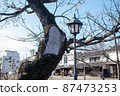 Trees with broken branches and streetlights 87473253