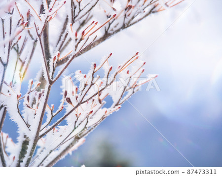 冬天風景、凍樹枝和芽 冬天風景、凍樹枝和芽 87473311