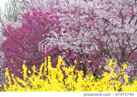 Spring in full bloom Spring in full bloom 87473740