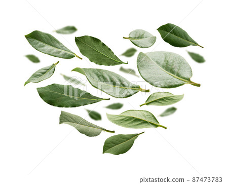 Green Bay leaves in the shape of a heart on a white background Green Bay leaves in the shape of a heart on a white background 87473783
