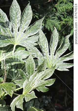 即使在陰涼處也會生長的八出蜘蛛網 87474014