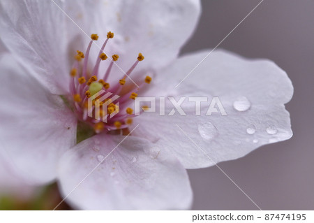 Spring in full bloom Spring in full bloom 87474195