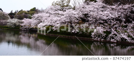 Spring in full bloom Spring in full bloom 87474197