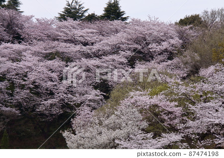 Spring in full bloom Spring in full bloom 87474198